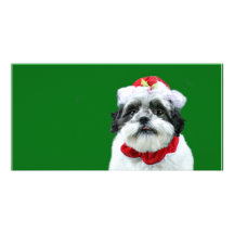 Frau Klaus Shih-Tzu Foto Grußkarte