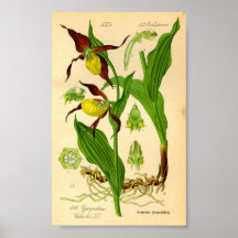 Frauenschuh-Orchidee (Cypripedium calceolus) Poster