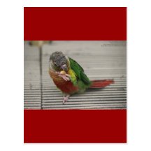 Freddy das Conure Postkarte