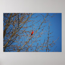 Freier Vogel Poster