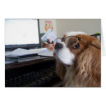 Freitag-unbekümmerter Königcharles Spaniel im Büro Grußkarten