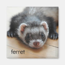 Frettchen-Kühlschrank-Magnet Kühlschrankmagnet