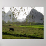 Friedlich/Kuh, die in Guilin-Landschaft, China wei Plakate