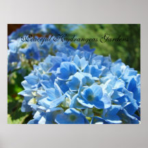 Friedlicher Hydrangea arbeitet Kunstdrucke blaues  Poster