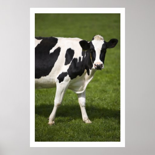 Friesische Kuh Plakat