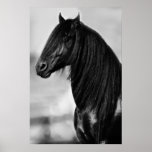 Friesisches schwarzes Stallionspferd Poster