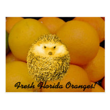 Frischer orange Igel Postkarte