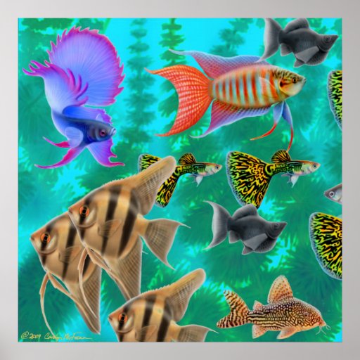 Frischwasseraquarium-Fisch-Plakat