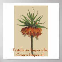 Fritillaria Imperialis. Kronen-Kaiser Poster