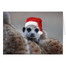Frohe Meerkat Weihnachten - Frohe Festtage 2 Karten