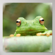 Frosch-Augen-Plakat-Druck