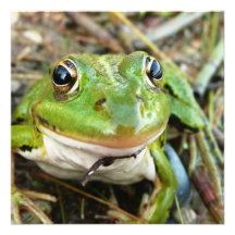 Frosch-Bild-Einladung