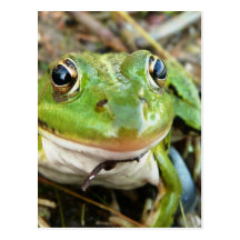 Frosch-Bild-Postkarte