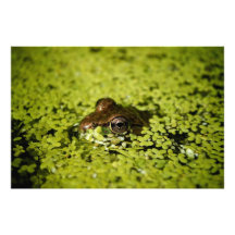 Frosch Fotografien