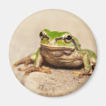 FROSCH KÜHLSCHRANKMAGNET