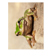 FROSCH POSTKARTE