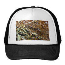 Frosch Retromütze