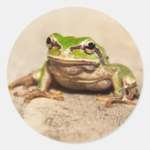 FROSCH RUNDE STICKER