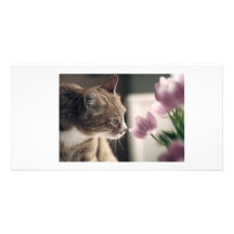 Frühjahr-Katze Bilder Karten
