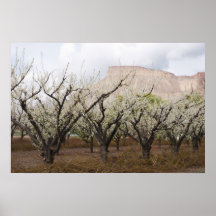 Frühling auf Obstgarten-MESA Poster