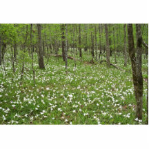 Frühling wildlflowers entlang dem Feuerstein-Fluss Photoausschnitte