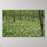 Frühling wildlflowers entlang dem Feuerstein-Fluss Posterdruck