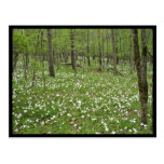 Frühling wildlflowers entlang dem Feuerstein-Fluss Postkarte