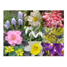Frühlings-Blumen-Postkarte