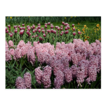 Frühlings-Blumen Postkarten