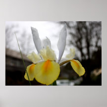 Frühlings-Iris-Blühen Plakate