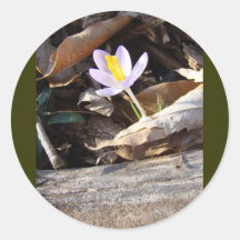 Frühlings-Krokus Runder Sticker
