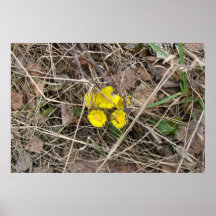Frühlings-Löwenzahn Poster