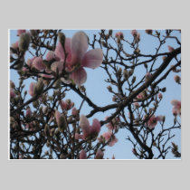 Frühlingsblüte postkarten