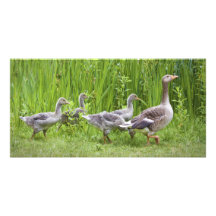 Führende Gänschen der Mutter Gans im wilden Bildkarte