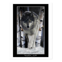 FÜHRER der SATZ ~ Wolf-Postkarten