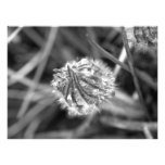 Funkelnder Krokus in Schwarzweiss Fotografien
