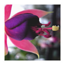 Fuschia dehnte Leinwand-Druck aus Galerie Gefaltete Leinwand