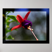 Fuschia Posterdruck