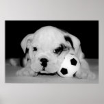 "Fußball-Welpen-" englische Bulldogge Plakatdrucke