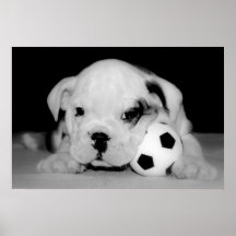 "Fußball-Welpen-" englische Bulldogge Plakatdrucke