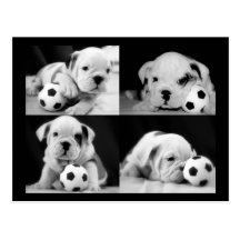 "Fußball-Welpen-" englische Bulldoggen-Collage Postkarten