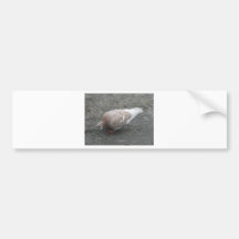 Füttern der Taube Autosticker