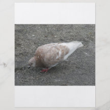 Füttern der Taube Individuelle Flyer
