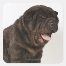 Gähnender Shar Pei Welpe, Studioschuß Quadrataufkleber