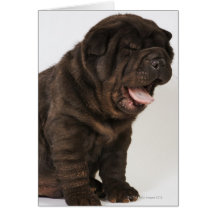 Gähnender Shar Pei Welpe, Studioschuß Karten