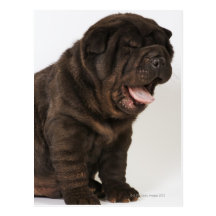 Gähnender Shar Pei Welpe, Studioschuß Postkarten