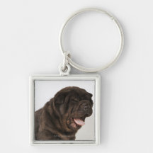 Gähnender Shar Pei Welpe, Studioschuß Schlüsselbänder