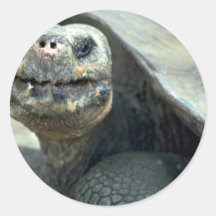 Galapagos-Schildkröte Aufkleber