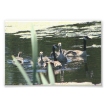 Gans-Familien-Schwimmen Kunst Foto