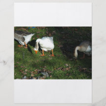 Gans Flyerbedruckung